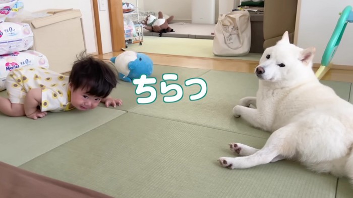 パパをチラリ