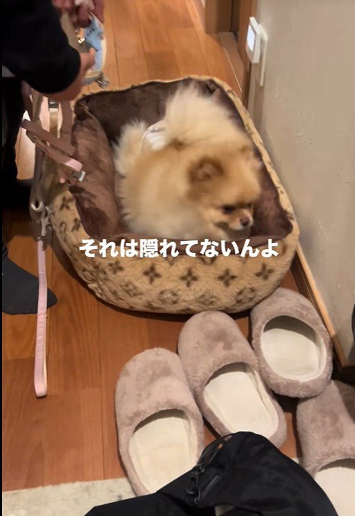 お散歩が嫌で隠れるワンコ3