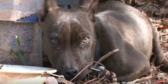 震えながら見つめる犬