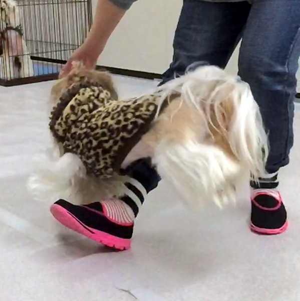 ドッグダンスでの愛犬のジャンプ