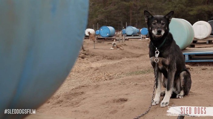 夏の犬