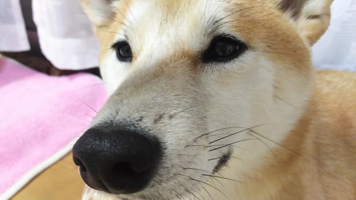 眠たそうな柴犬