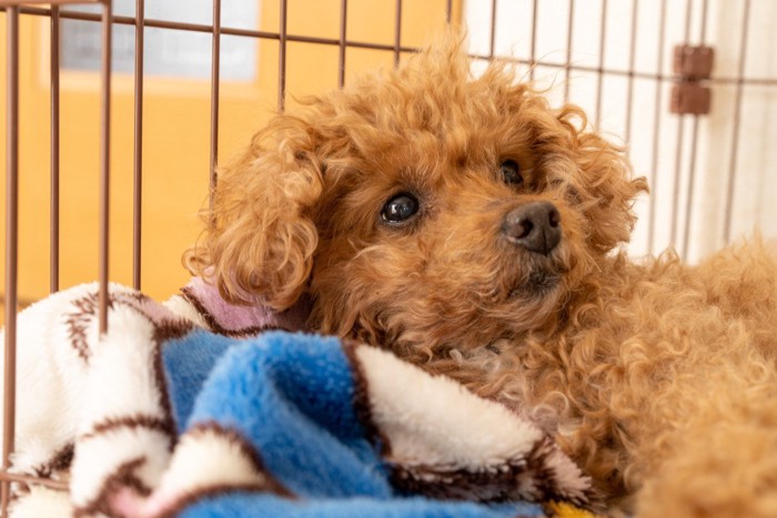 ケージ内で毛布の上で寝るトイプードル