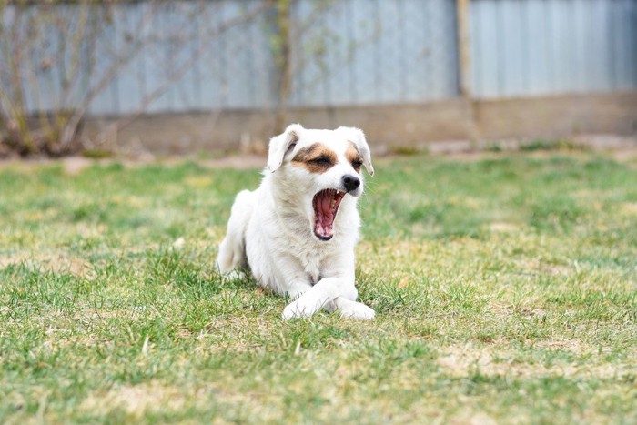 前脚クロスであくびする犬