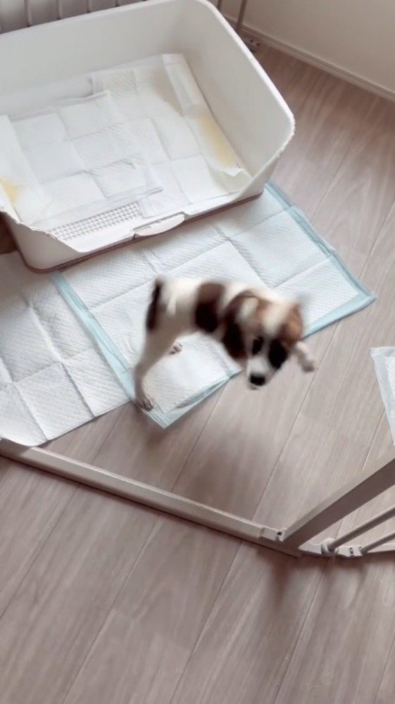 くるくると周りながらサークルの中に入る子犬
