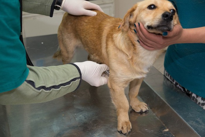 犬の治療中