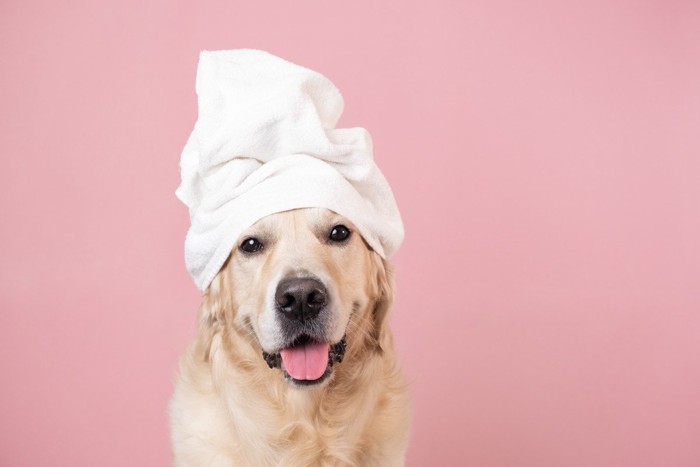 ターバンを巻いている犬