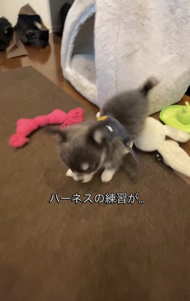 ハーネスをつけて歩く犬