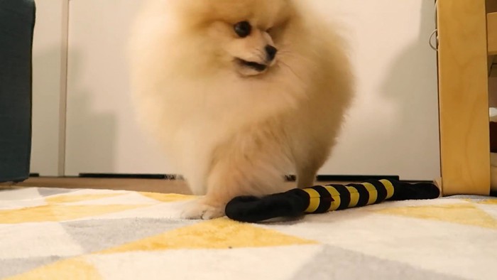 オナラした？と疑うモチちゃん6