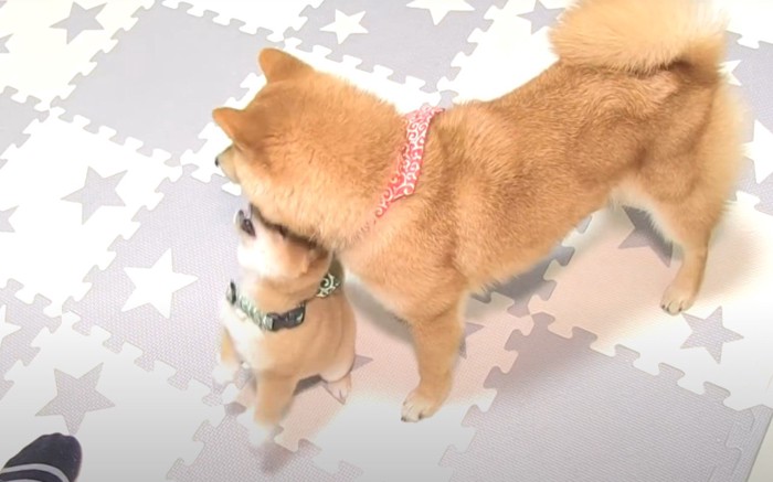 兄柴を下から噛む子犬