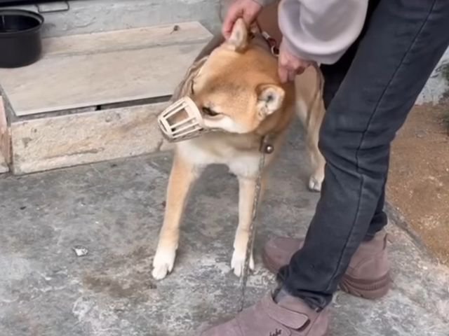 口輪を付ける柴犬