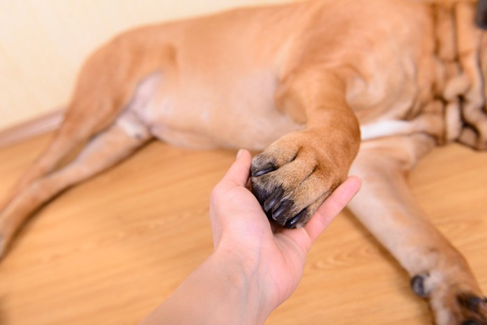 犬の手を握る人間の手