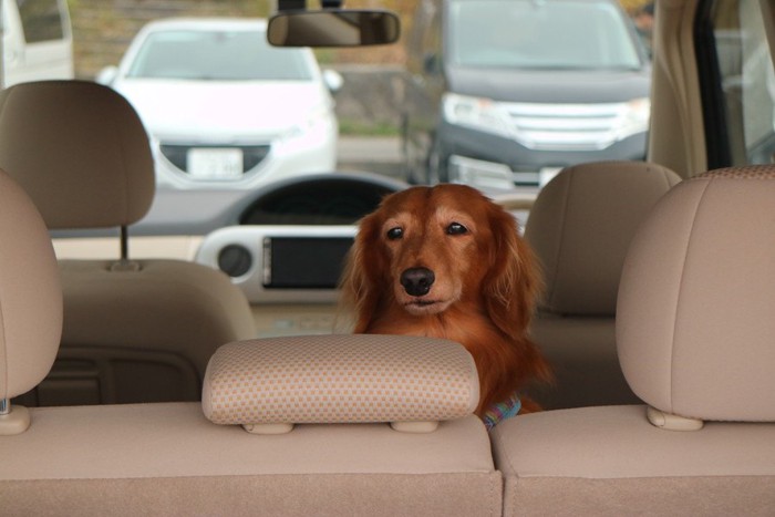 車の中で不安そうな犬