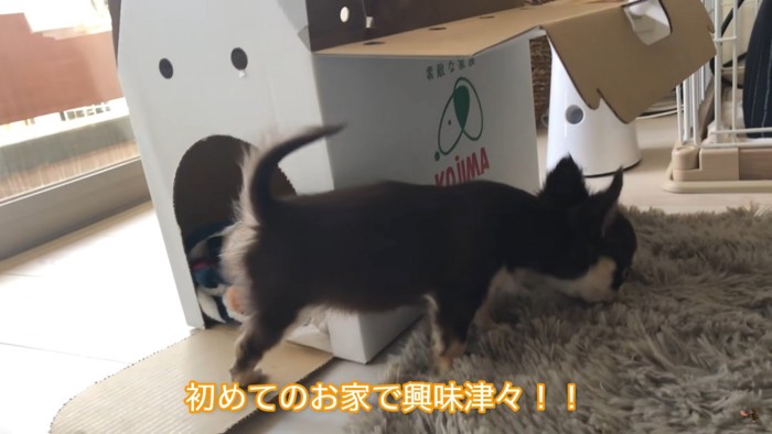 お家の探検をするうにちゃん