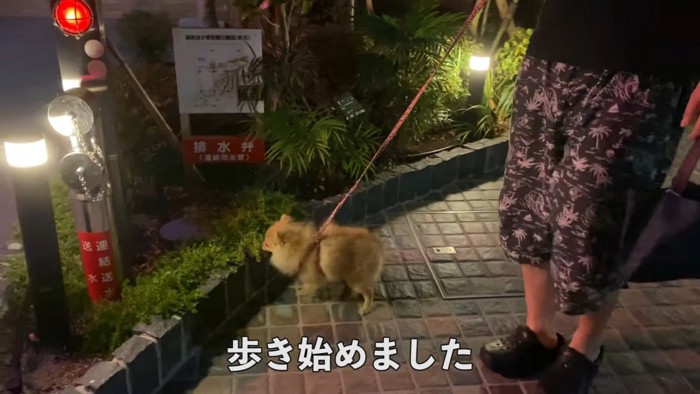 散歩する男性と犬