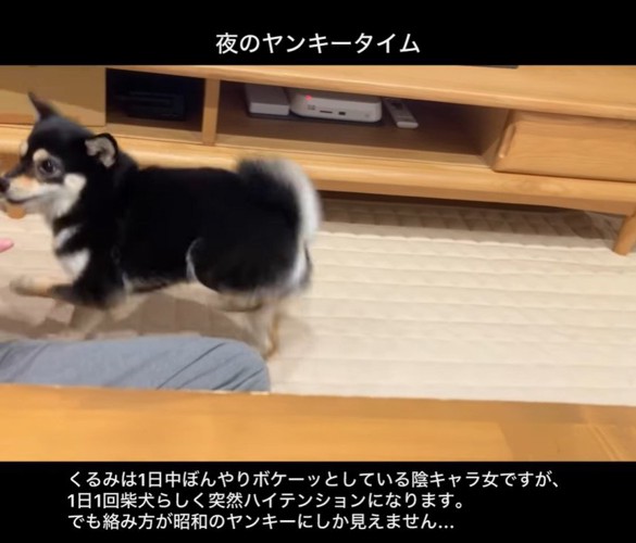 ヤンキーのように絡むくるみちゃん3