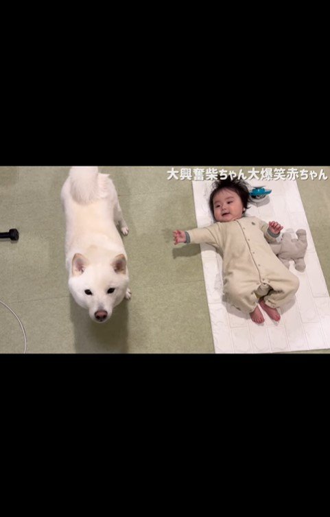 はしゃぐおまめ君＆笑う赤ちゃん4