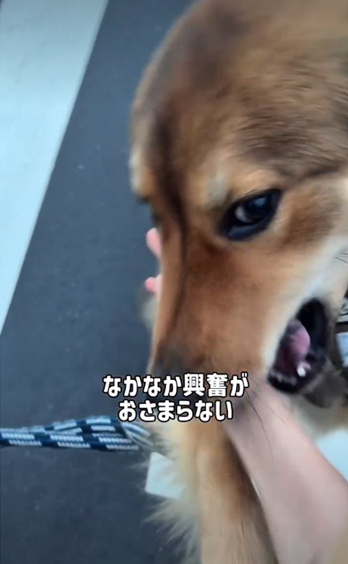 アップの犬2