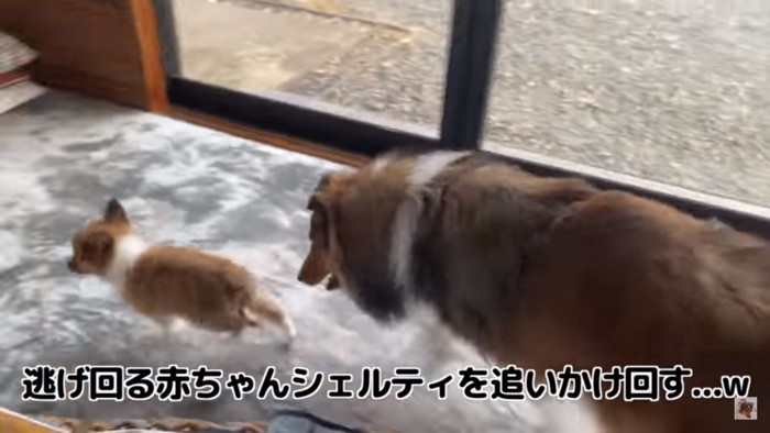 子犬を追いかけるえとろくん