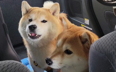 「どこに行っちゃったの…」