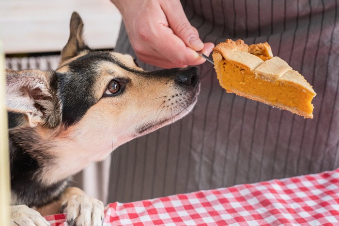 ケーキのにおいを嗅ぐ犬