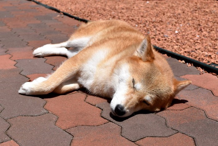 地面に寝転がっている柴犬