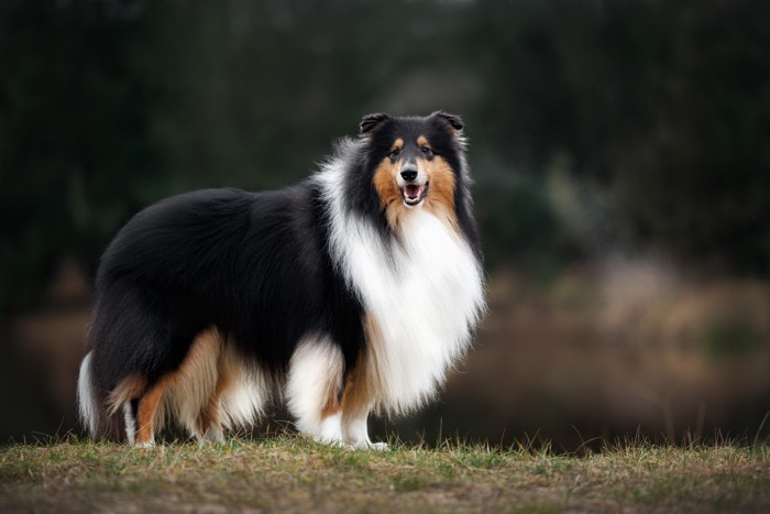 芝生の上で横向きに立つラフ・コリー