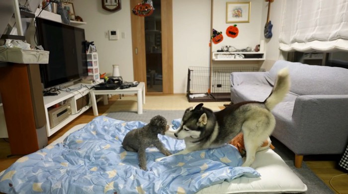 じゃれ合うハスキー犬とトイプードル