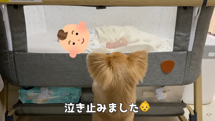 ハナちゃんのあやし方9