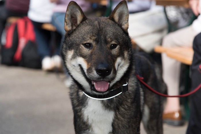 赤いリードを付けた四国犬