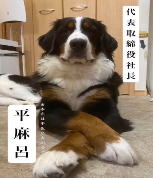 前を向いて座る犬