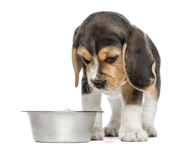 子犬と食器