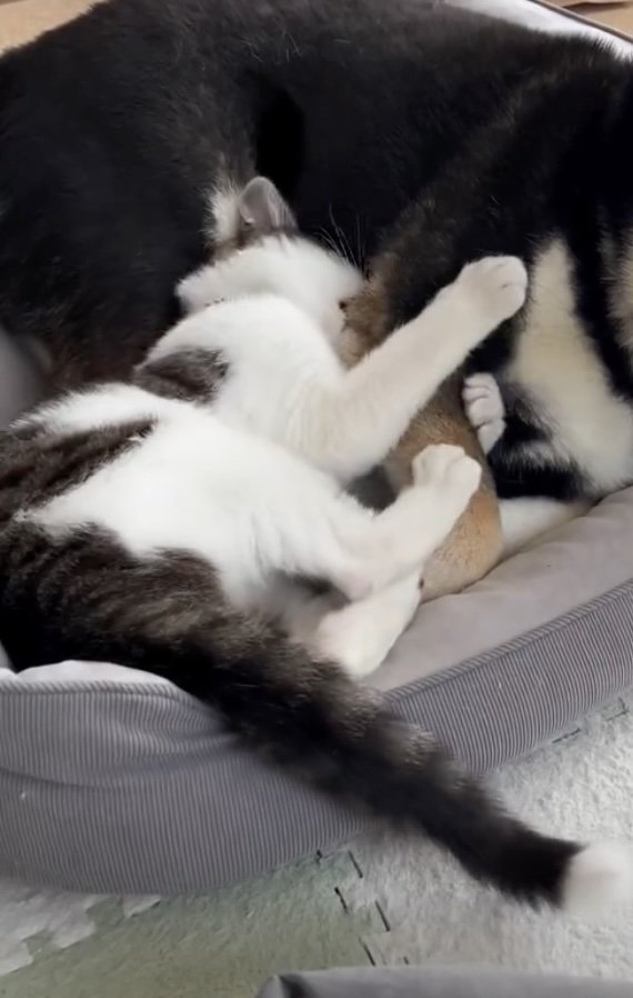 子猫の保護猫、たまちゃん