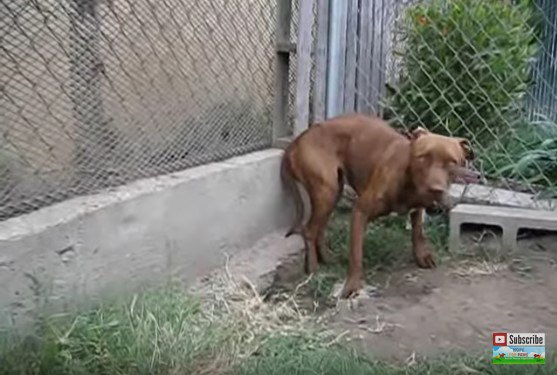 コーナーで立ち止まる犬