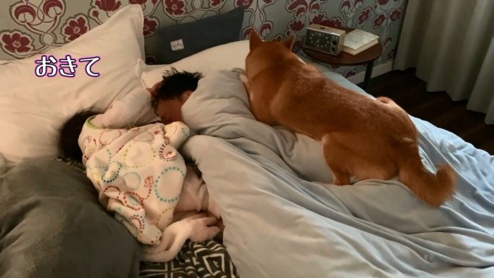 パパを起こすモモ子ちゃん