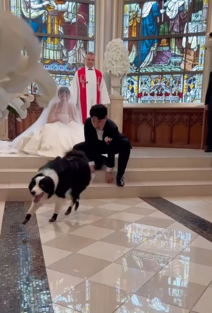笑顔で戻る犬