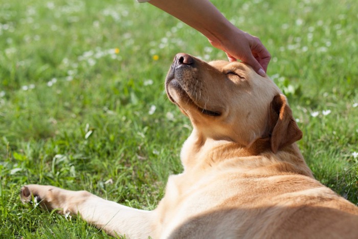 芝生の上で人になでられて嬉しそうな犬