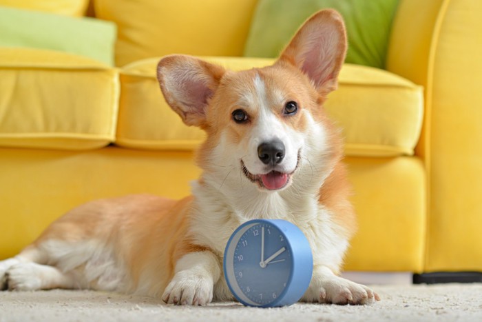 時計と犬