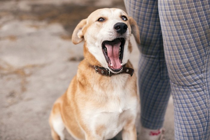 あくびする犬