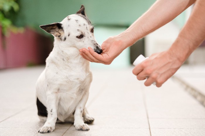 薬を飲む犬