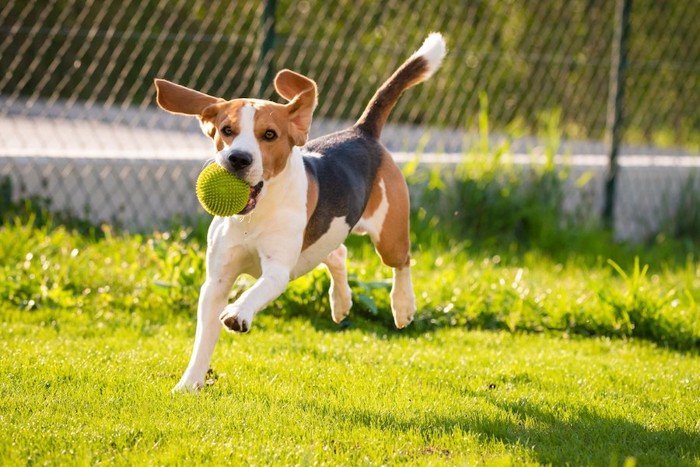 ボールを咥えて芝生を走り回る犬