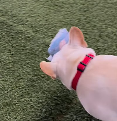 脱げたオムツを気にする犬