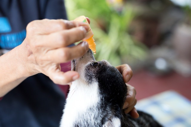 目薬をさしている犬