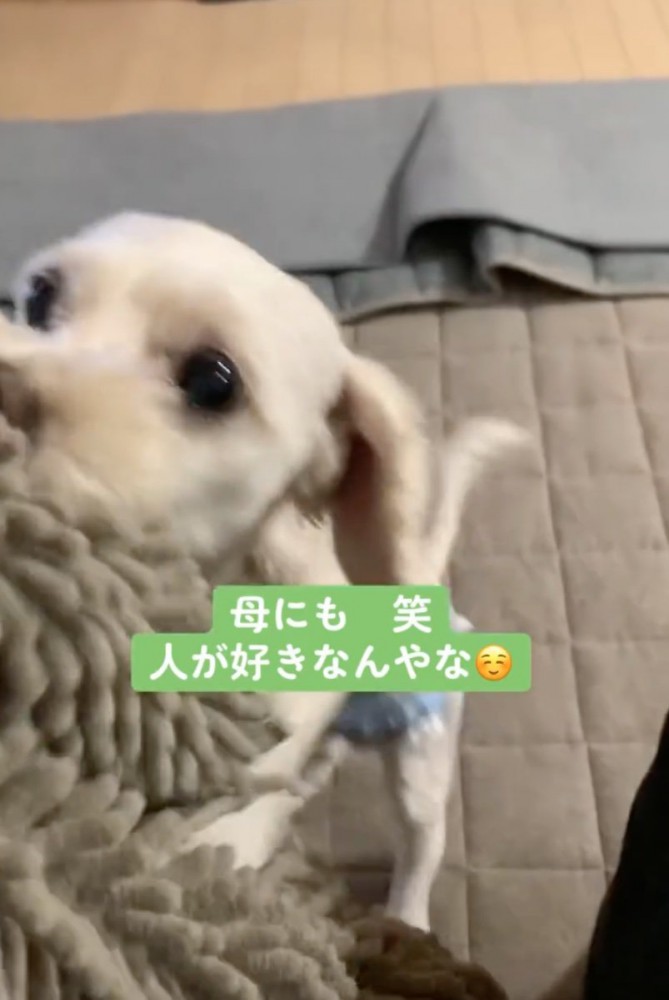 遊びに誘う犬