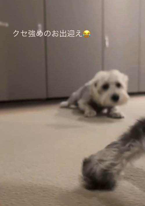 伏せる犬1