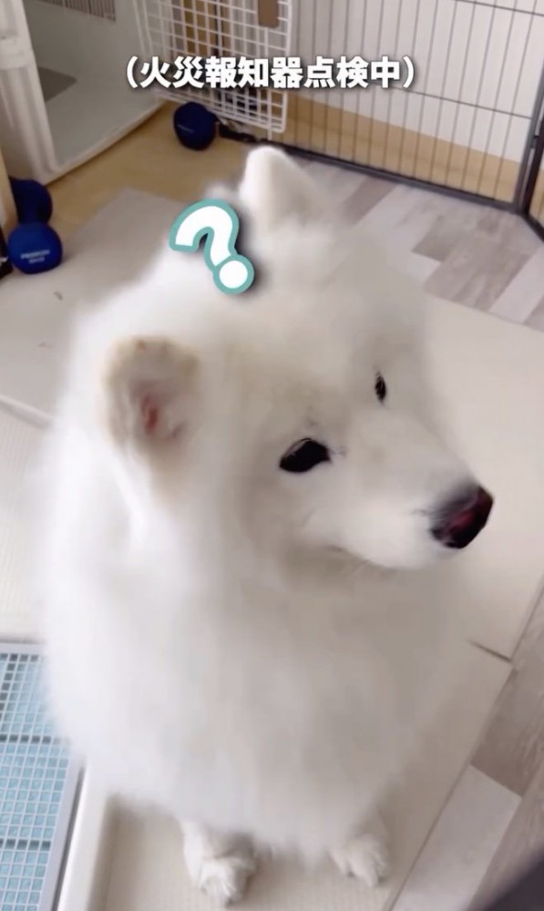 あざとさ全開
