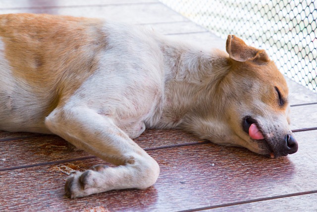 寝ている犬