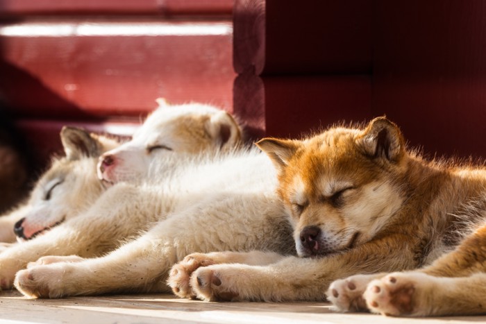 室内で休むグリーンランド・ドッグの子犬