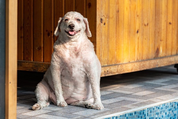 太った犬