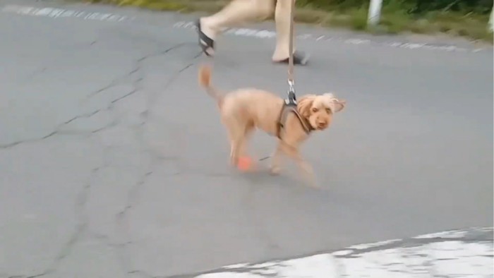 道路を駆ける犬